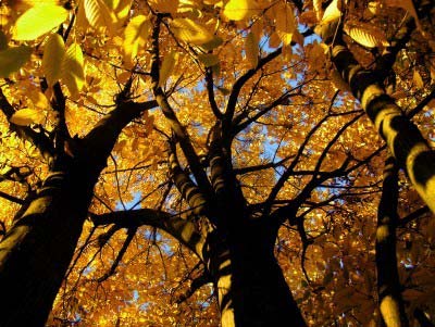 photo of Autumn woods